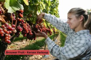 Brouwer Fruit – Kersen Verkoop: A Deep Dive into the Dutch Cherry Industry