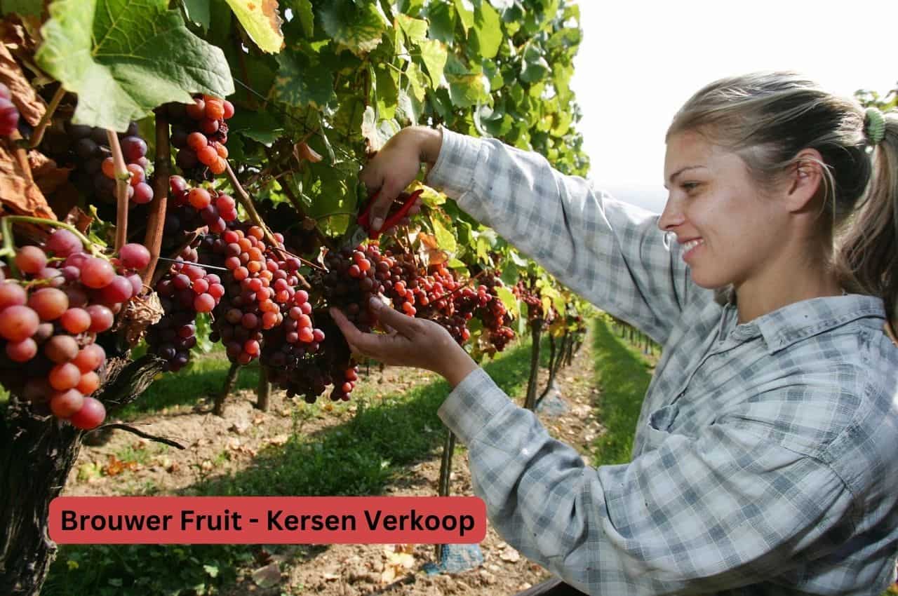 brouwer fruit - kersen verkoop