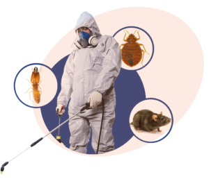 Why Professional Pest Control Services Are Worth the Investment