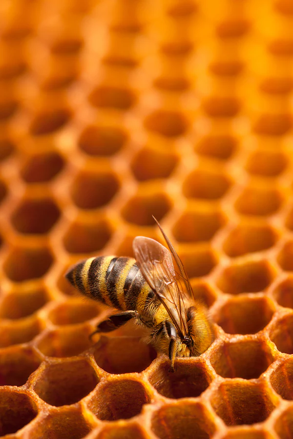 Surprising Uses of Honeycomb You Didn’t Know About